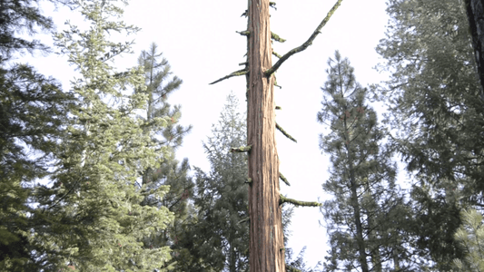 Collins Almanor Forest